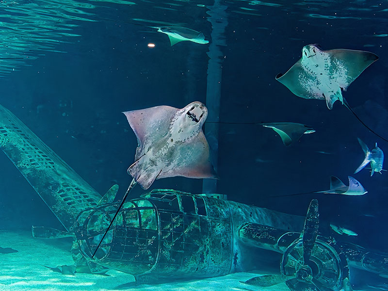 L'Océarium du Croisic