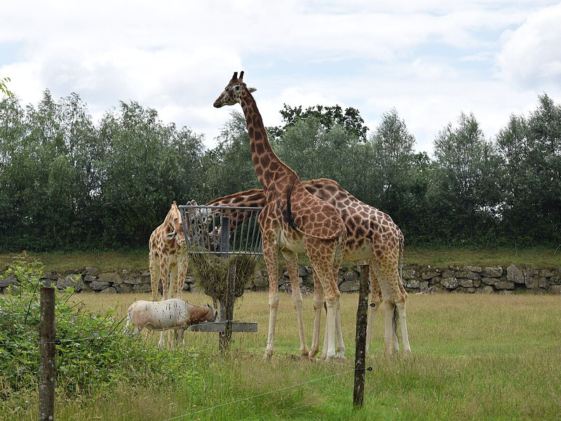 Parc Animalier de Branféré